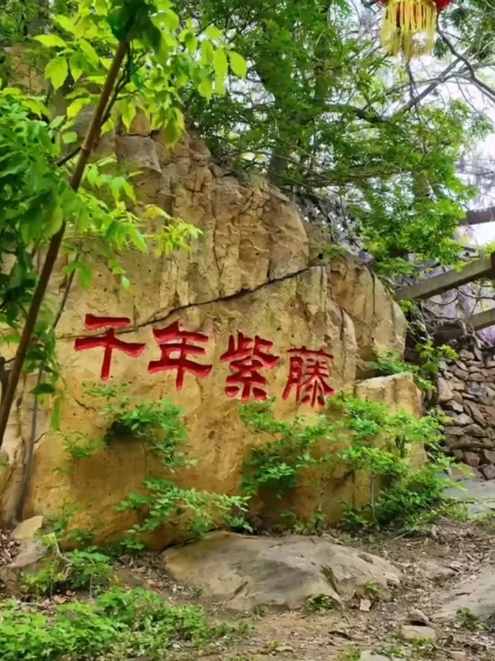 龙口☞千年紫藤