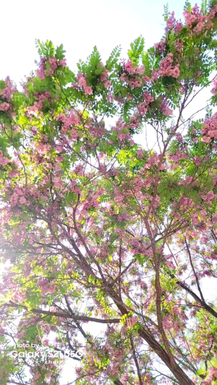 粉红槐树花