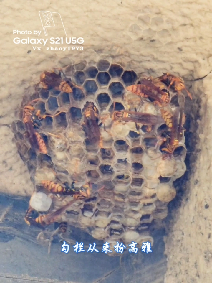 那虫夆不知道他是一只蜂