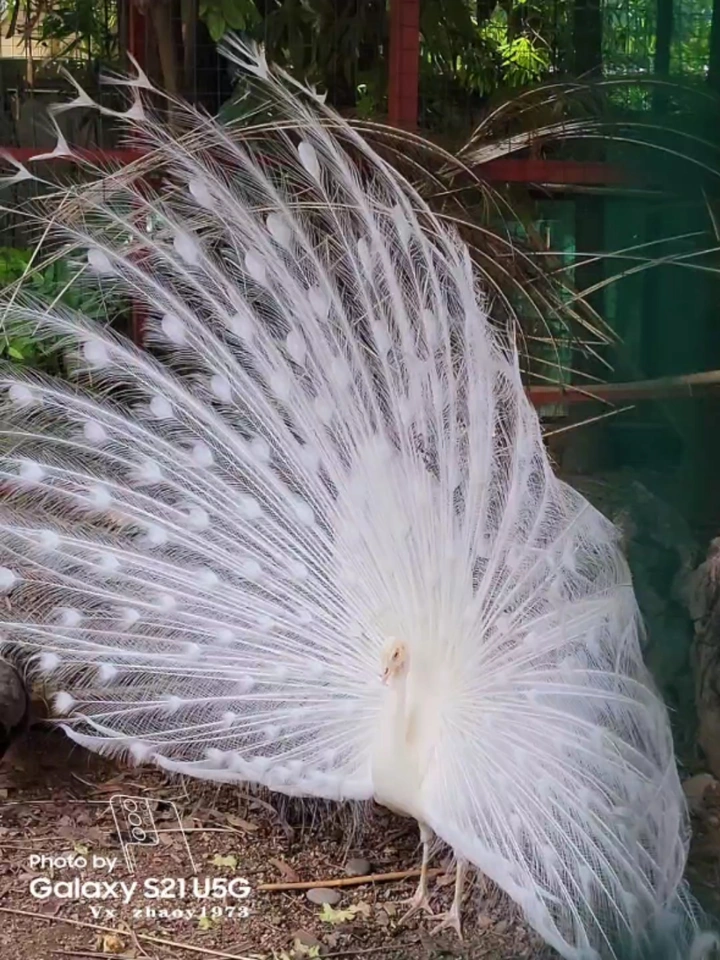 白孔雀