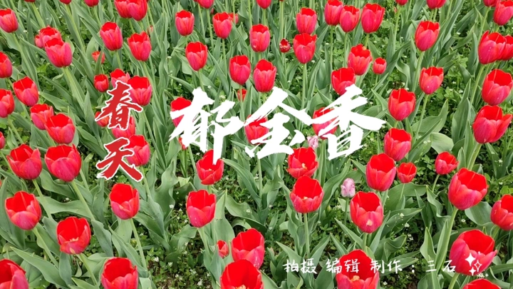 春天 郁金香