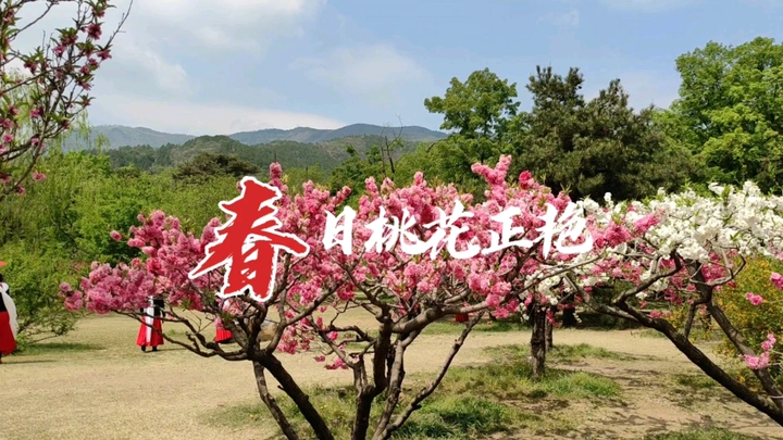 春日桃花正艳
