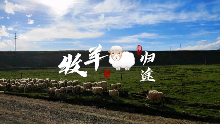 牧羊归途