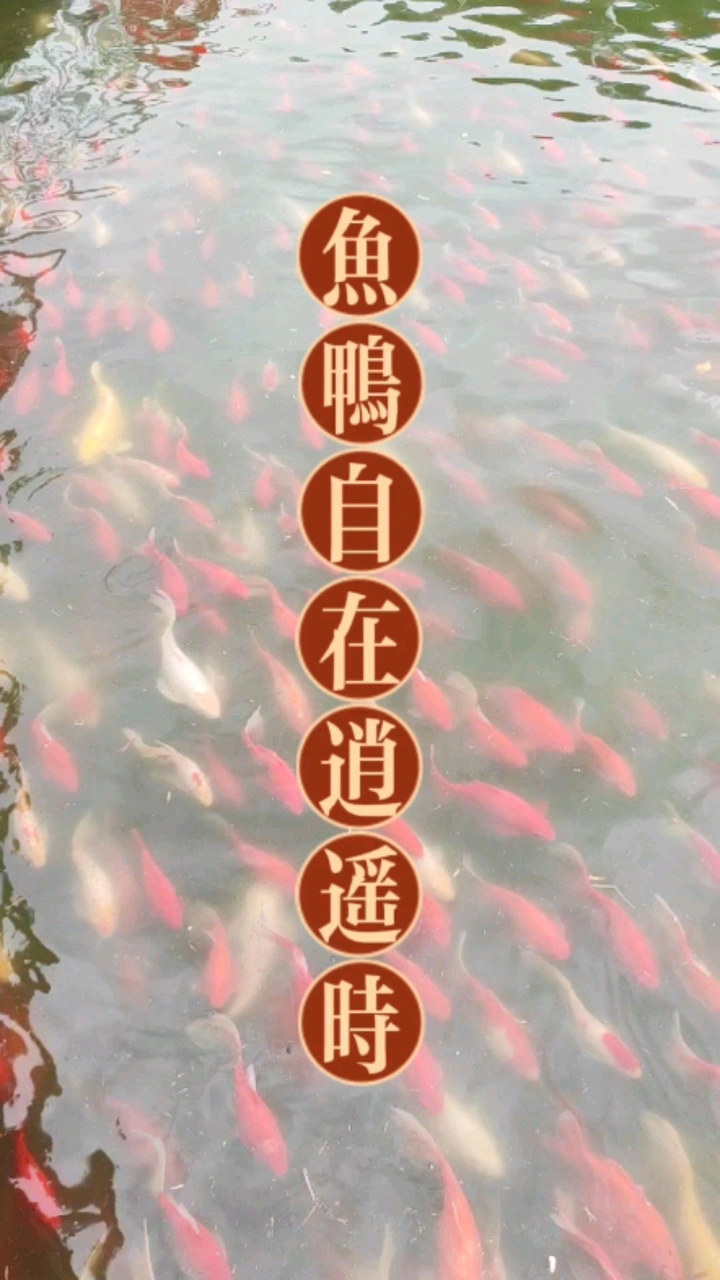 鱼鸭自在逍遥时