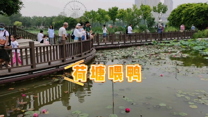 荷塘喂鸭