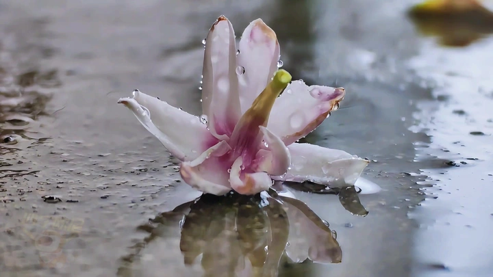 雨中小茉莉