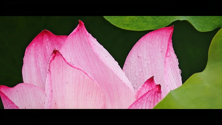 遇一场小雨赏一池荷花