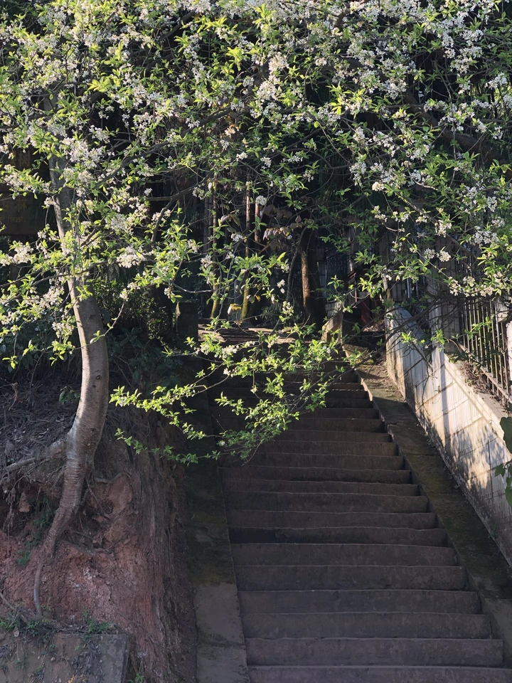 踏青蒙顶山