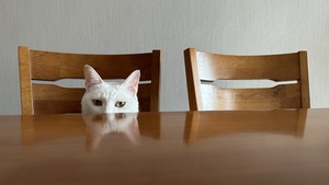一只坐在木桌子上的白色猫 旁边是棕色椅子
