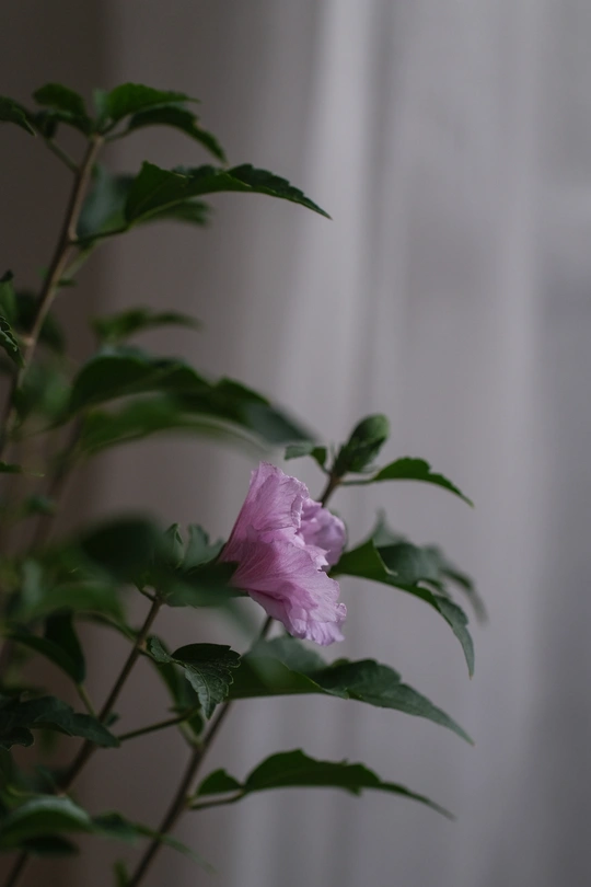 窗户旁边白色花瓶里的一朵粉红色的花