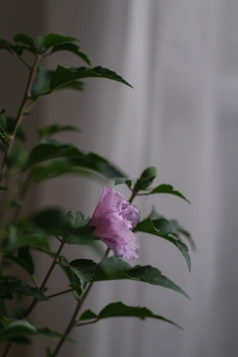 窗户旁边白色花瓶里的一朵粉红色的花