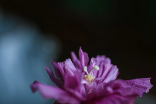蓝色花瓶里的紫色小花
