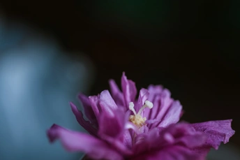 蓝色花瓶里的紫色小花