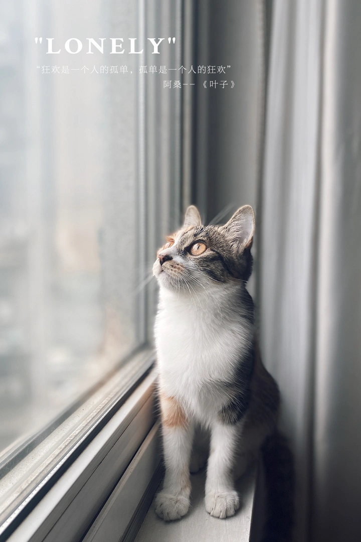 手机拍摄小猫