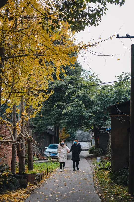 一个男子和一个女子手挽手走在人行道上 沿着铺满黄叶和树木的小径前行。