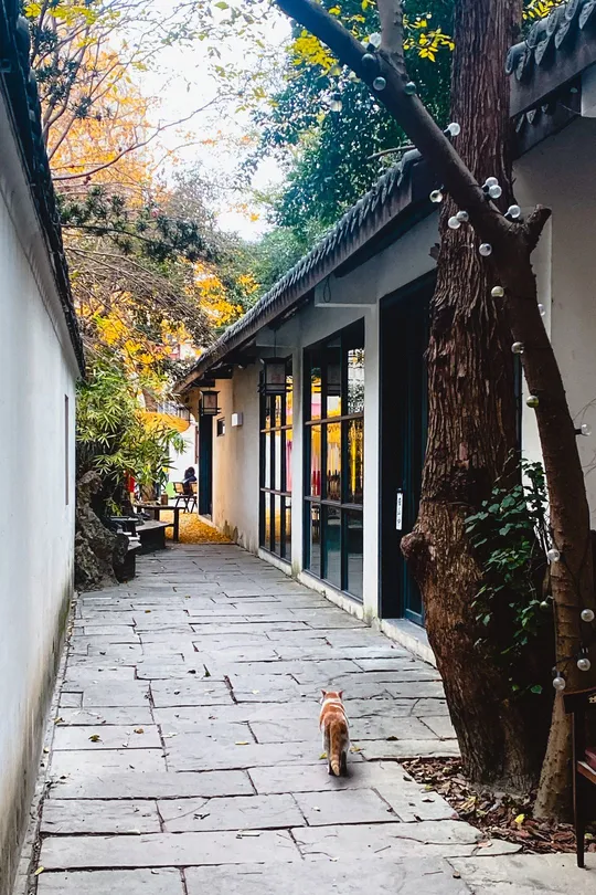 一条狭窄的巷子 有小型建筑、商店和一只猫在街上走。