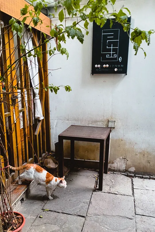 一只猫站在一张木凳旁边 一张小桌子上。