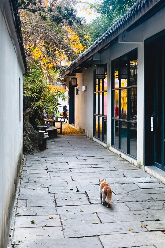 一只小狗走在建筑物旁边的一个走道上