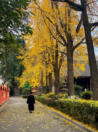 一个人在秋天沿着公园的小径走 道路两旁有黄色的树。