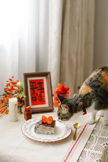 一只小猫坐在桌子旁边的一盘食物上 盘子里有花。