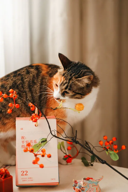 一只猫坐在桌子旁边 旁边有一小束花。