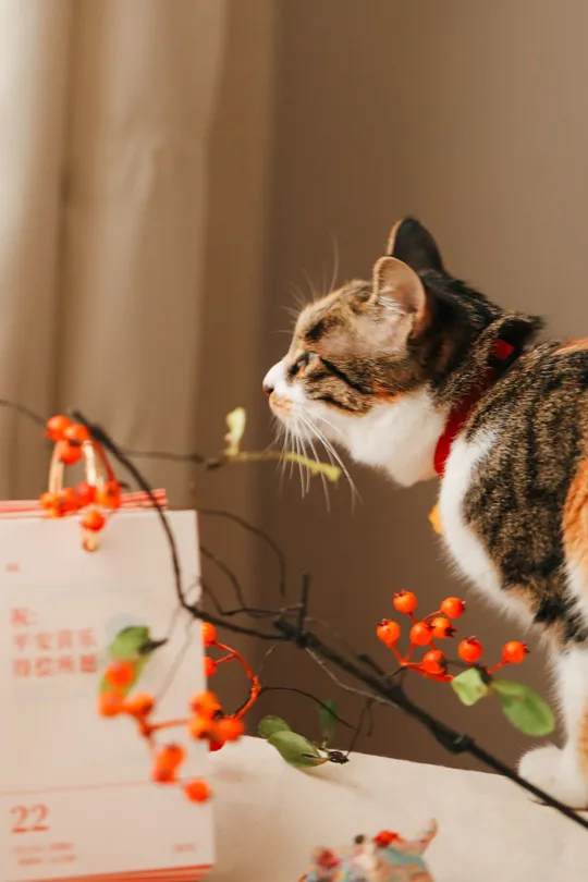 一只猫坐在桌子上 看着一朵开满花的树枝。