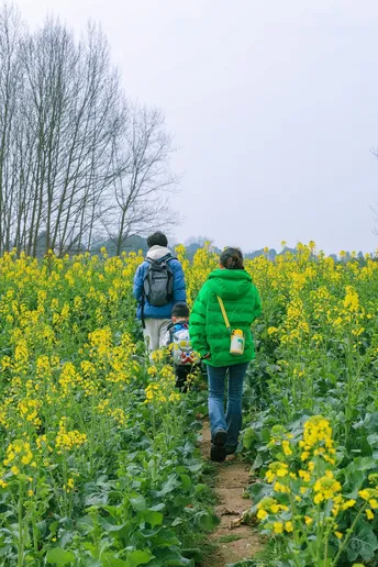 一些女人和小孩穿过一片黄色的花田