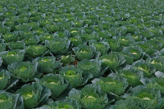 大量的绿色叶菜