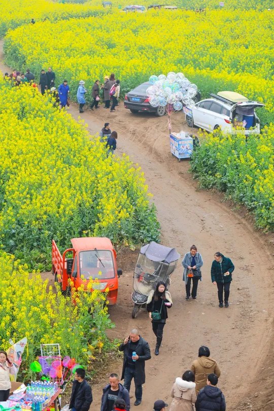沿着一片黄花的田地旁边的小路上行走的人们