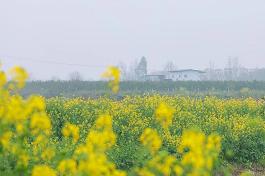 一个穿过黄花的男人