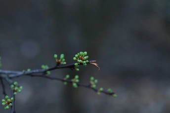 一棵树的小分枝 长着微小的花蕾和花朵