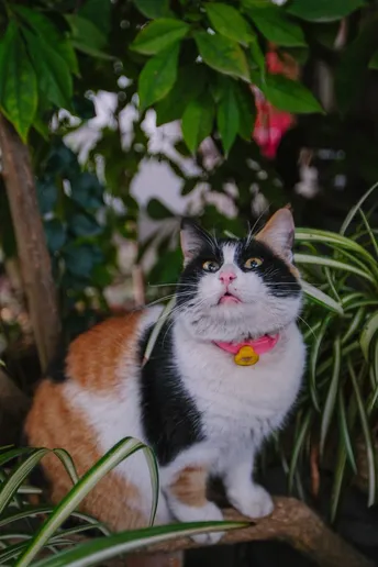 一只黑白相间的猫坐在树枝上