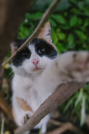 一只黑白相间的猫坐在树枝上