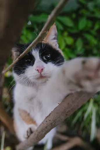 一只黑白相间的猫坐在树枝上