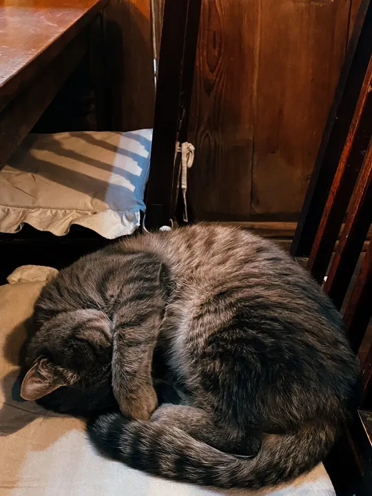 一只猫在桌子下的一把木椅上睡觉