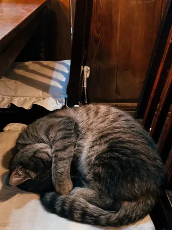 一只猫在桌子下的一把木椅上睡觉