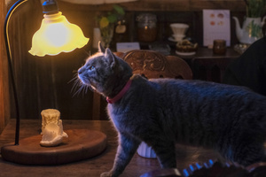 一只猫坐在靠近开灯的桌子顶上