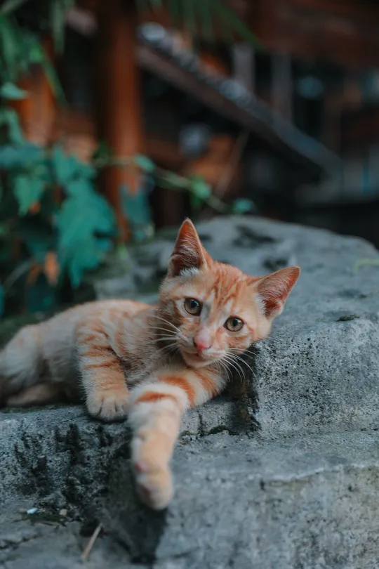 一只橙色的小猫躺在一些石头上 另一只猫也躺下