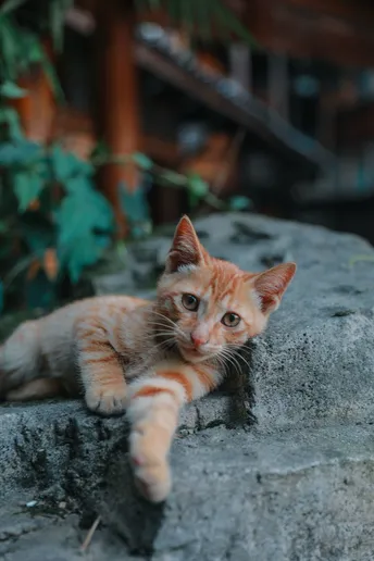 一只橙色的小猫躺在一些石头上 另一只猫也躺下