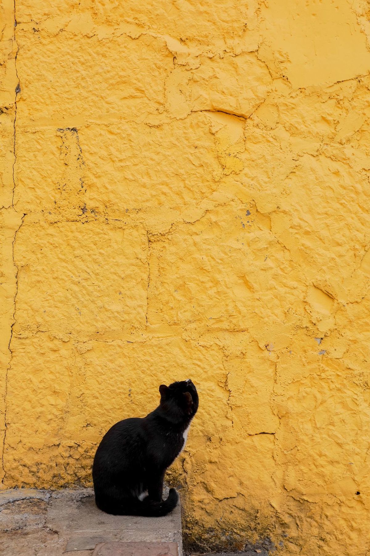 一只坐在黄色墙壁前的黑色猫