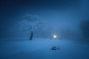 一个夜晚的雪地公园 一棵树被街灯照亮。