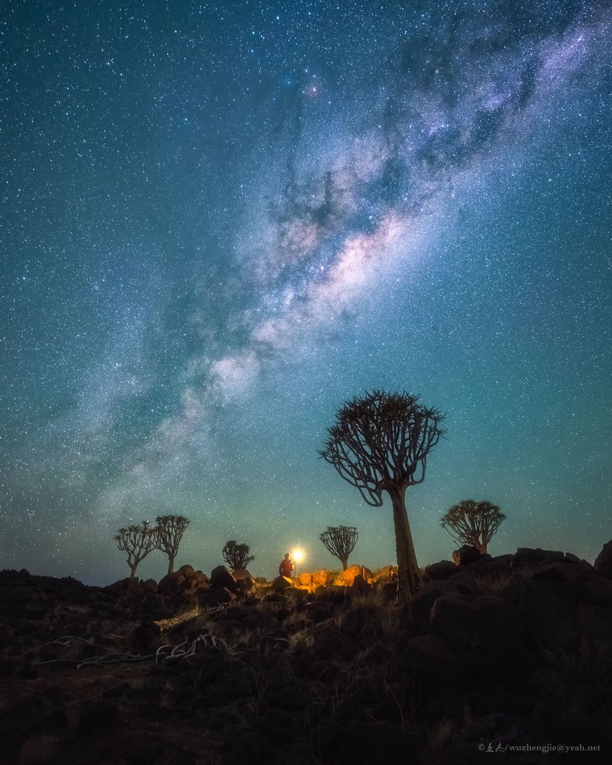 沙漠中的树在夜晚与星空中的银河