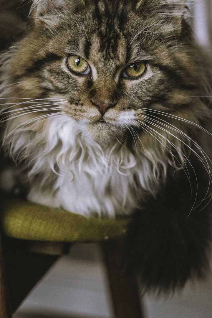 缅因猫咪