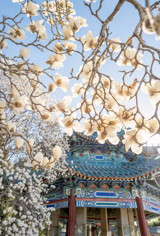 白花在佛塔前盛开