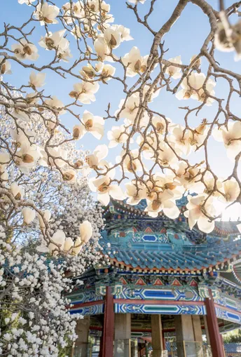 白花在佛塔前盛开