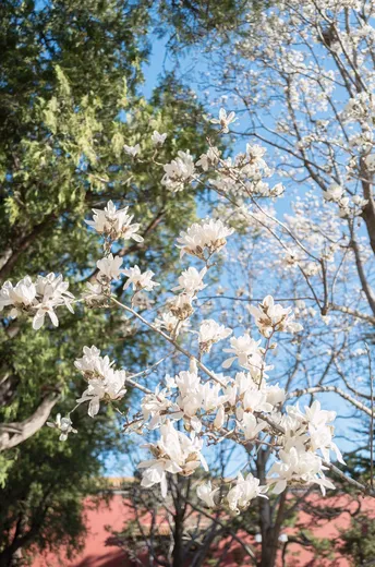 前方有白花树 天空中是蓝色的