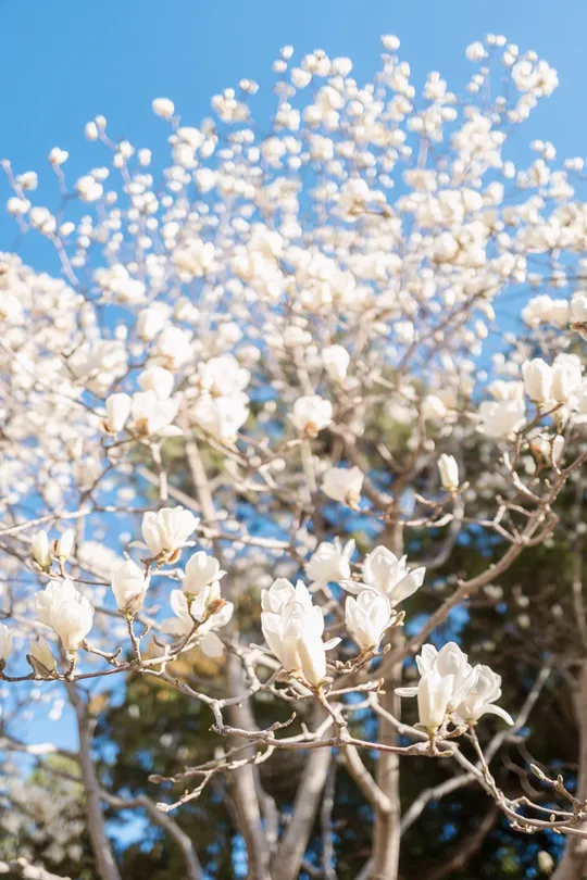 一棵开满花的树 背景是蓝天
