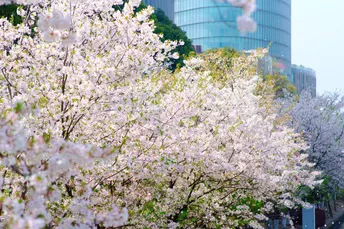 闵行目黑川的樱花🌸满开了～