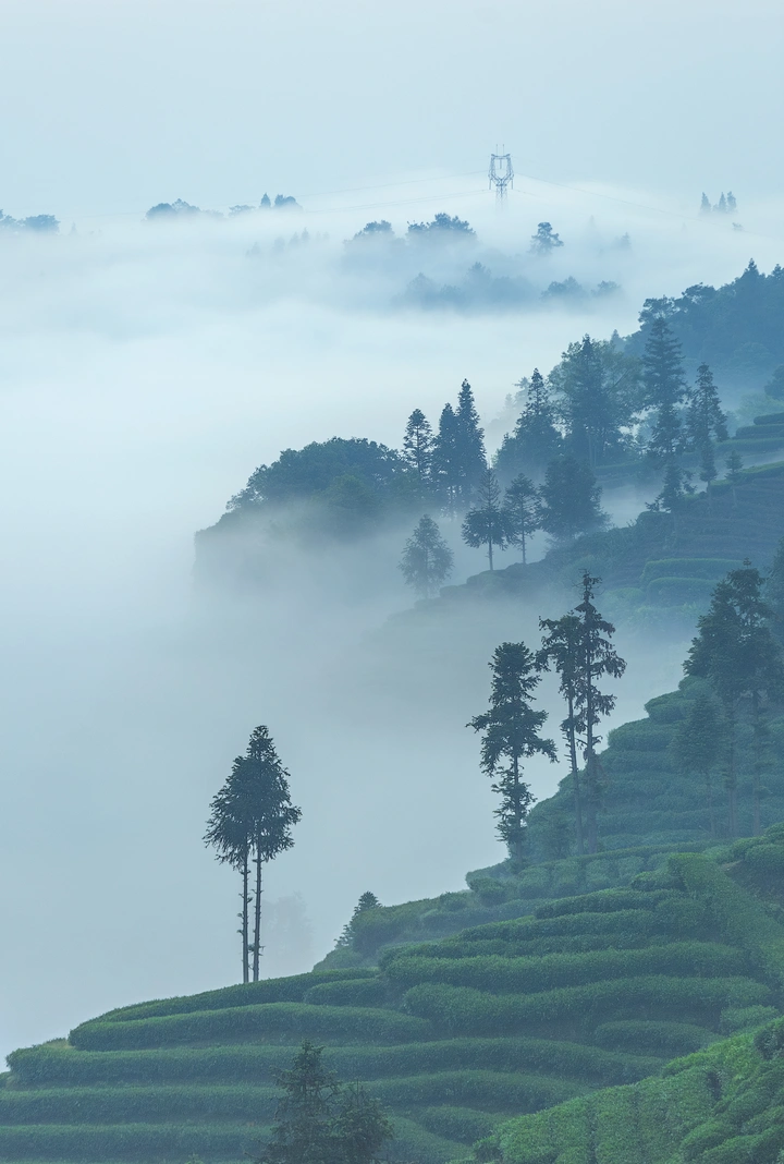 晨雾漫茶山