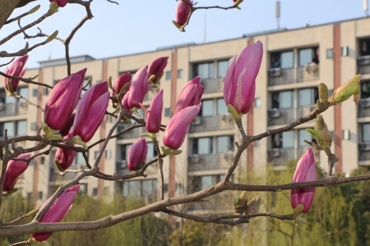 那年春，除却花开不是真
